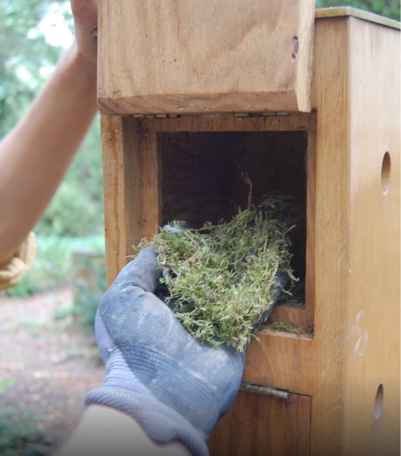 Begutachtung des Nistmaterials im integrierten Nistkasten des Grabmals „Ein denkwerk für André Krüger“ von Michael Spengler