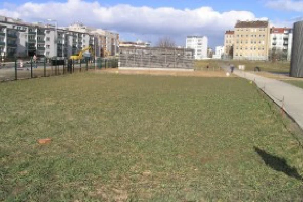 Erste grüne Roggensprossen im Oktober auf einem Feld im frühen Wachstumsstadium.