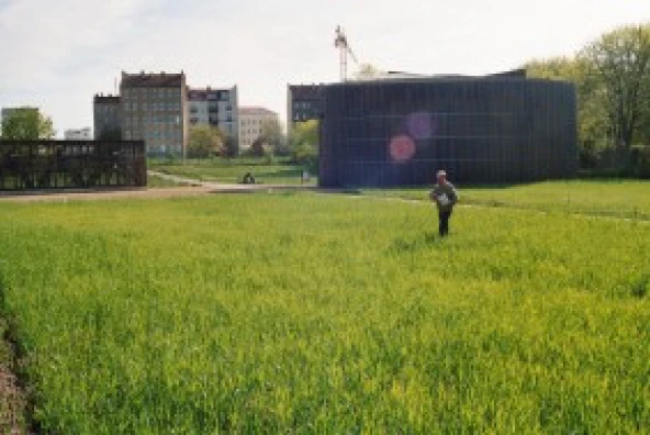 Gut gewachsener Roggenbestand im Mai auf einem Feld mit schwierigen Bodenverhältnissen.