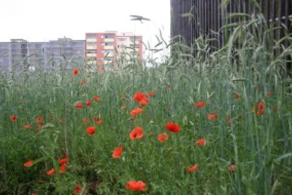 Roter Mohn wächst am Rand eines Roggenfeldes.