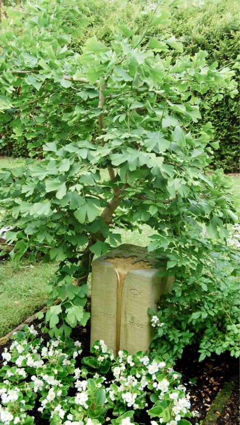 Sandstein-Grabstein mit eingesunkenem, vergoldetem Ginkoblatt